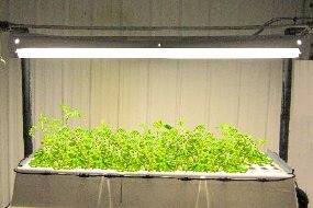 Aeroponic GS Unit w/Light Array